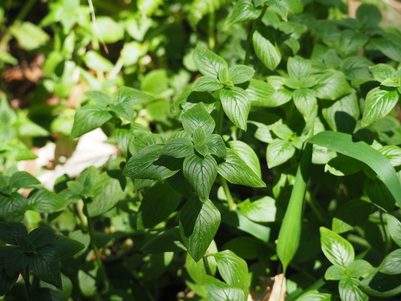 Spermacoce latifolia, photographed by 葉子