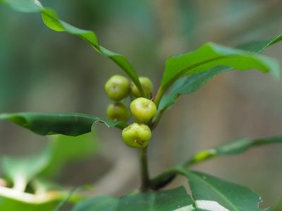 Ardisia quinquegona, photographed by 葉子