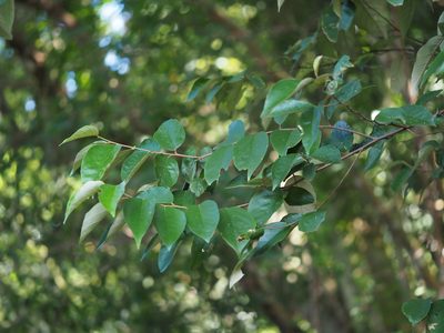 Styrax suberifolius, photographed by 葉子