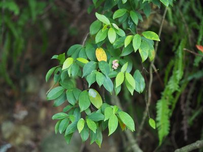Urceola rosea, photographed by 葉子