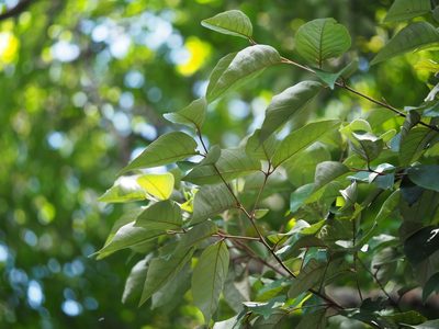 Styrax suberifolius, photographed by 葉子
