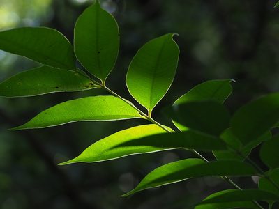 Toxicodendron succedaneum, photographed by 葉子