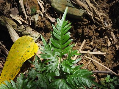 Pteris grevilleana, photographed by 葉子