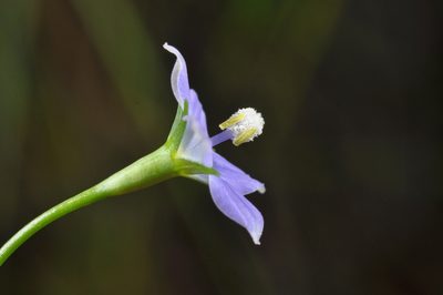 Wahlenbergia violacea, photographed by Pieter Pelser