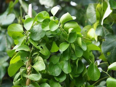 Nephroia orbiculata, photographed by 葉子