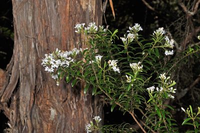 Veronica subfulvida, photographed by Pieter Pelser