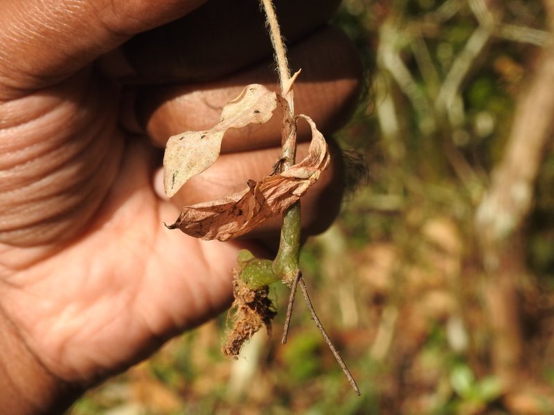 Zeuxine longilabris, photographed by Hopeland