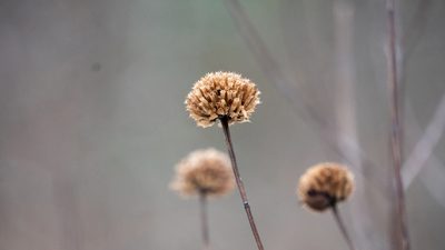 Monarda fistulosa, photographed by Nart Barileva