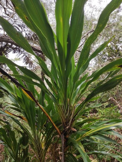 Cordyline mauritiana, photographed by Augustin Soulard