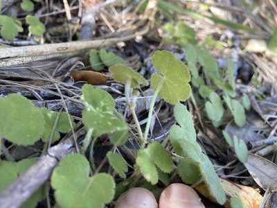 Hydrocotyle elongata, photographed by nick_goldwater