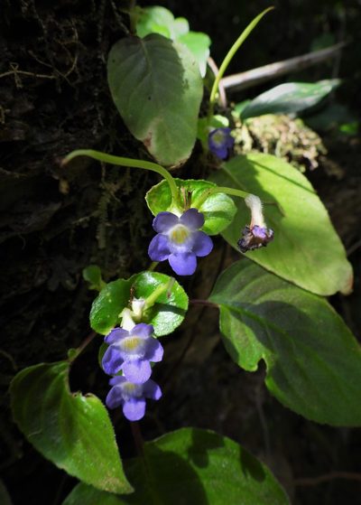 Microchirita rupestris, photographed by Utain Pummarin