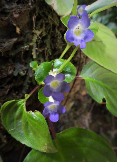 Microchirita rupestris, photographed by Utain Pummarin