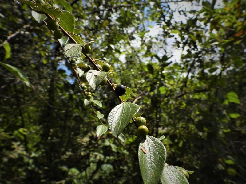 Ziziphus oenopolia, photographed by Utain Pummarin