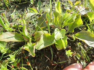 Plantago australis, photographed by Arnim Littek