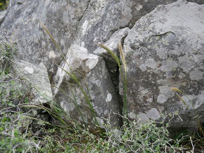 Dichelachne crinita, photographed by Alice Shanks
