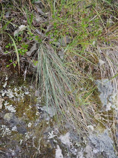 Festuca actae, photographed by Alice Shanks