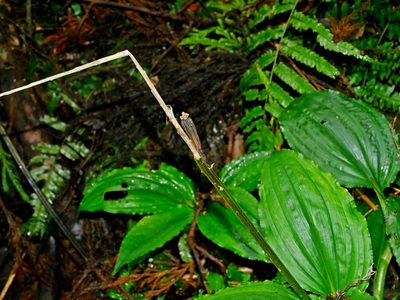 Liparis gigantea, photographed by Jacy Chen