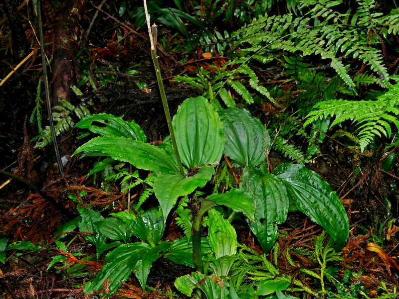 Liparis gigantea, photographed by Jacy Chen