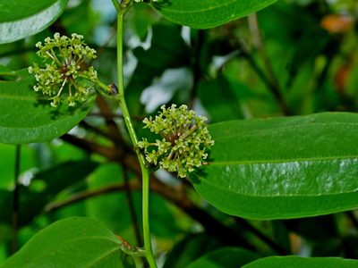 Smilax lanceifolia, photographed by Jacy Chen