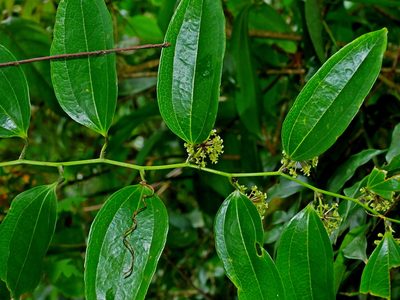 Smilax lanceifolia, photographed by Jacy Chen