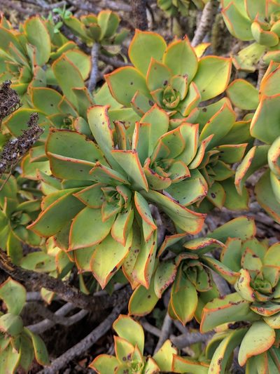 Aeonium lancerottense, photographed by Denys Vynokurov