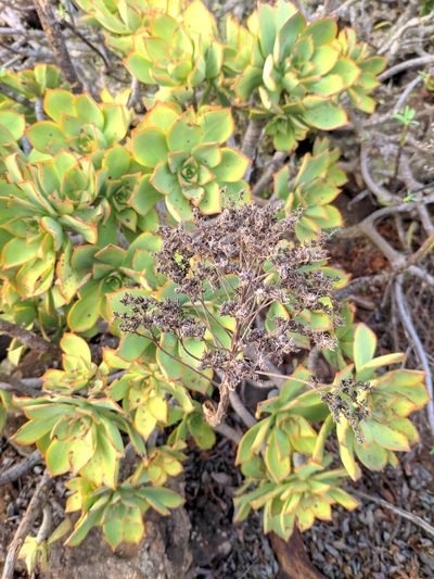 Aeonium lancerottense, photographed by Denys Vynokurov
