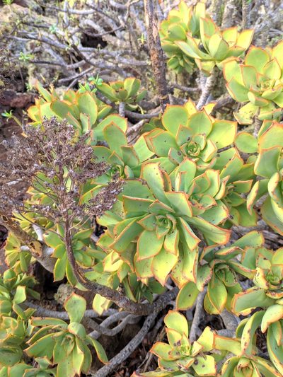Aeonium lancerottense, photographed by Denys Vynokurov
