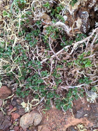 Thymus origanoides, photographed by Denys Vynokurov