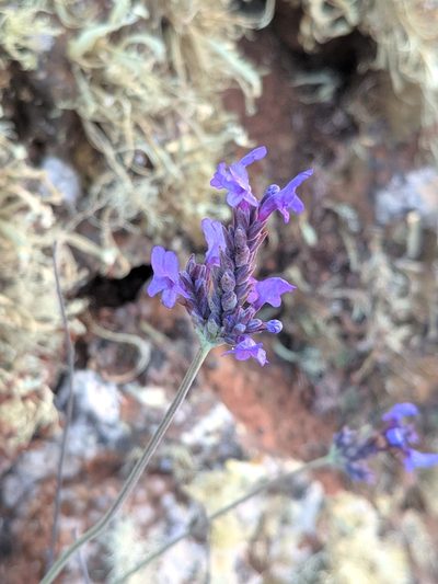 Lavandula pinnata, photographed by Denys Vynokurov