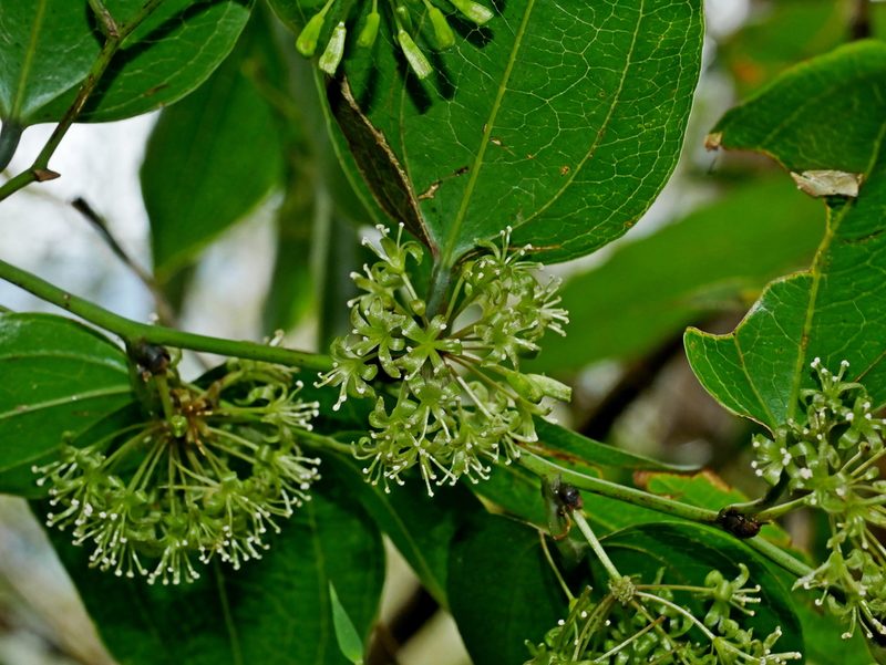 Smilax lanceifolia, photographed by Jacy Chen