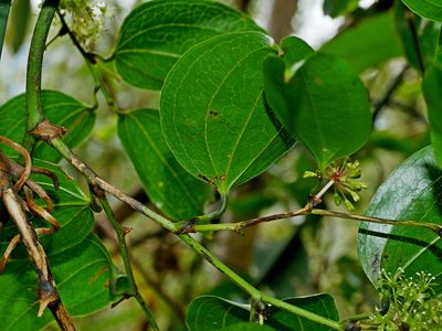 Smilax lanceifolia, photographed by Jacy Chen