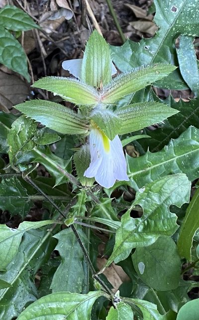 Acanthus guineensis, photographed by Jean-Paul Boerekamps