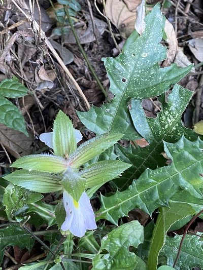 Acanthus guineensis, photographed by Jean-Paul Boerekamps