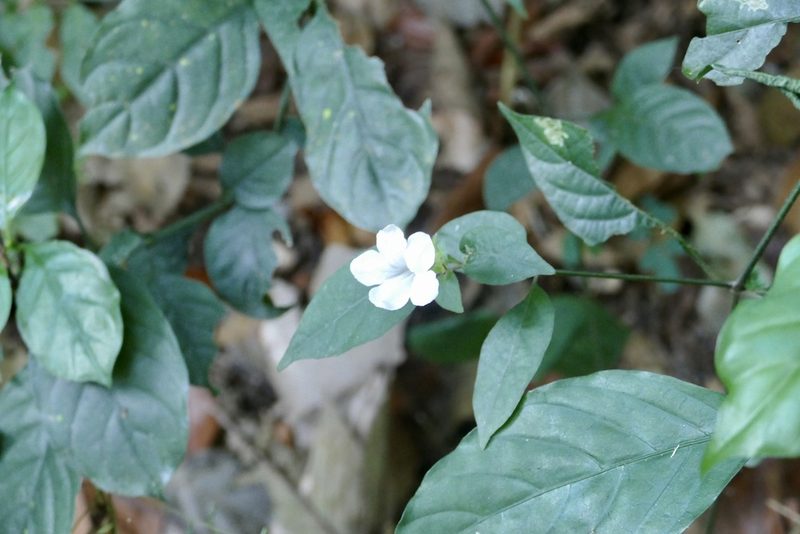 Asystasia buettneri, photographed by Jean-Paul Boerekamps