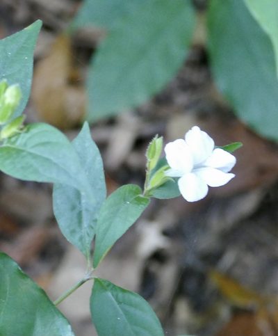 Asystasia buettneri, photographed by Jean-Paul Boerekamps