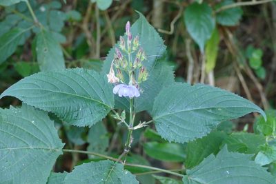 Eremomastax speciosa, photographed by Jean-Paul Boerekamps