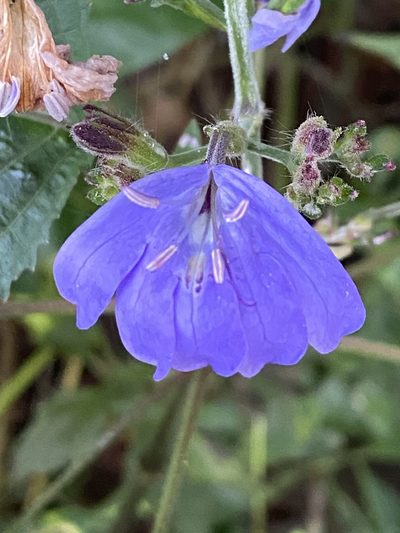 Eremomastax speciosa, photographed by Jean-Paul Boerekamps