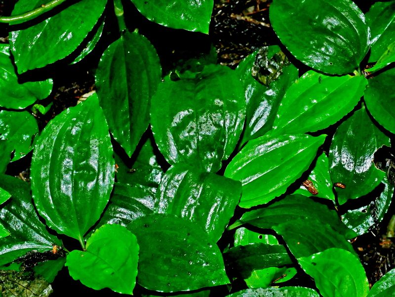 Odontochilus tashiroi, photographed by Jacy Chen