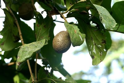 Nauclea latifolia, photographed by Jean-Paul Boerekamps