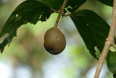 Nauclea latifolia