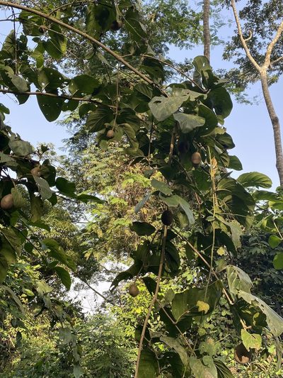 Nauclea latifolia, photographed by Jean-Paul Boerekamps