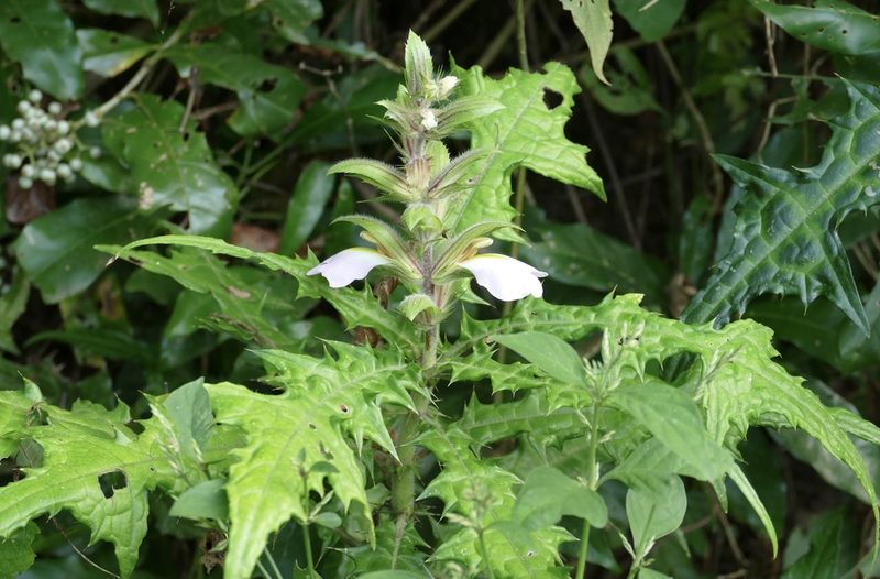 Acanthus guineensis, photographed by Jean-Paul Boerekamps