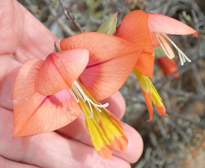 Gladiolus equitans, photographed by Peter Warren