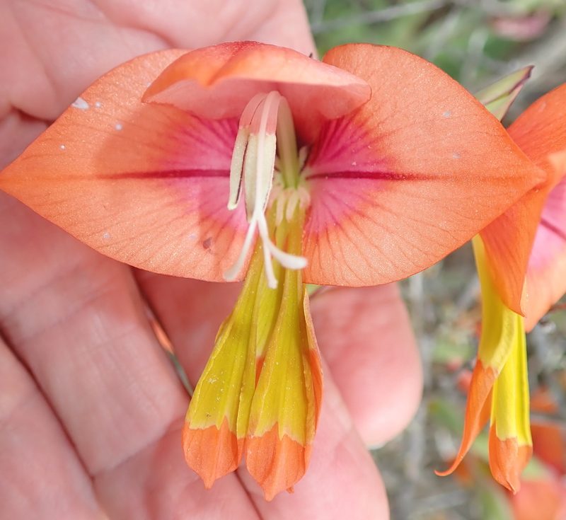 Gladiolus equitans, photographed by Peter Warren