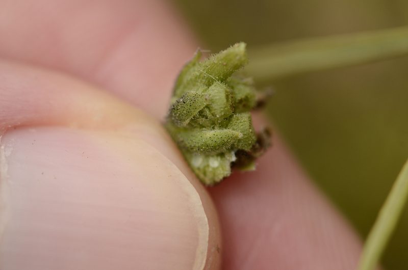 Osteospermum calendulaceum, photographed by Seth Musker