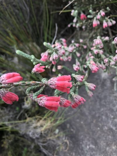 Erica strigilifolia, photographed by Ren Hoekstra