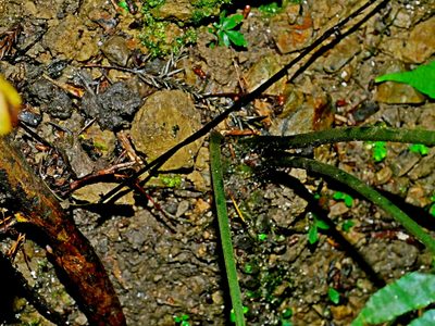 Hymenasplenium pseudobscurum, photographed by Jacy Chen