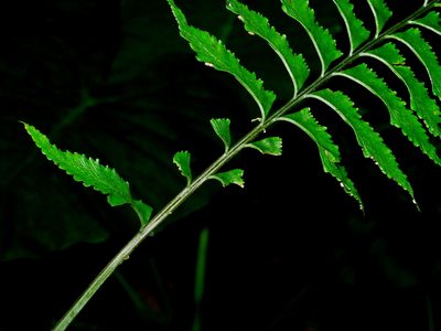 Hymenasplenium pseudobscurum, photographed by Jacy Chen