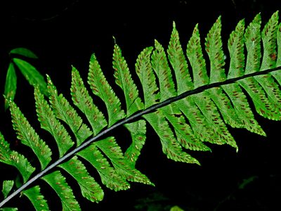 Hymenasplenium pseudobscurum, photographed by Jacy Chen