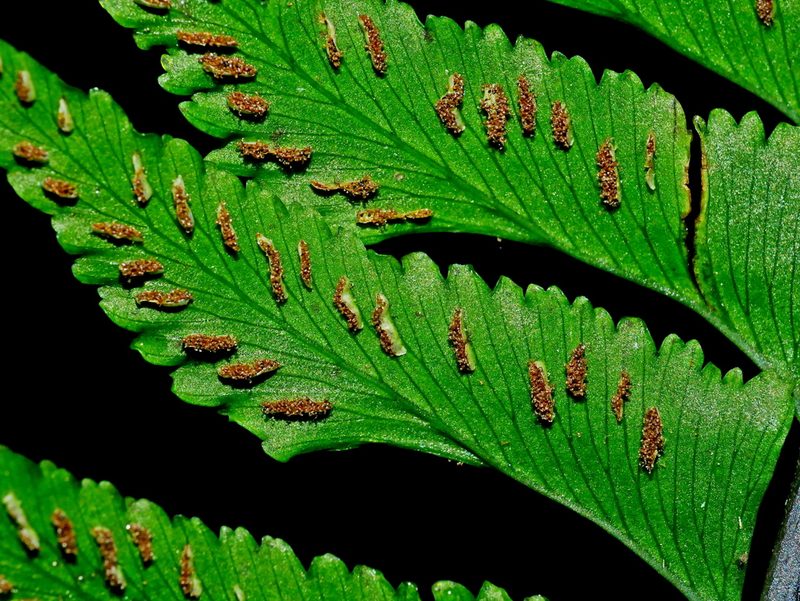 Hymenasplenium pseudobscurum, photographed by Jacy Chen
